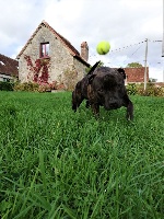Étalon Staffordshire Bull Terrier - Olympe Du Domaine De Lilydogs
