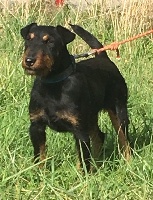 Étalon Terrier de chasse allemand - Mack (Sans Affixe)