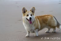 Étalon Welsh Corgi Pembroke - Only you de L'Etang des Imperiaux