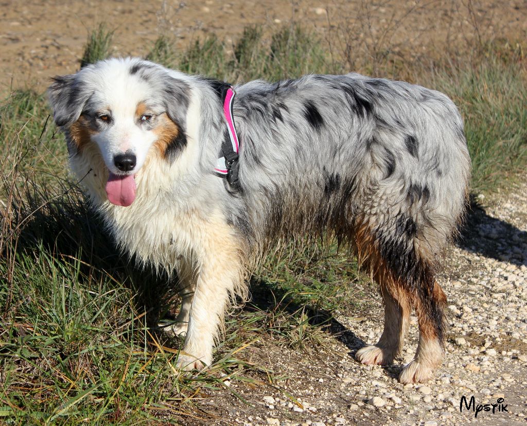 Mystik de la montagne des grinchs