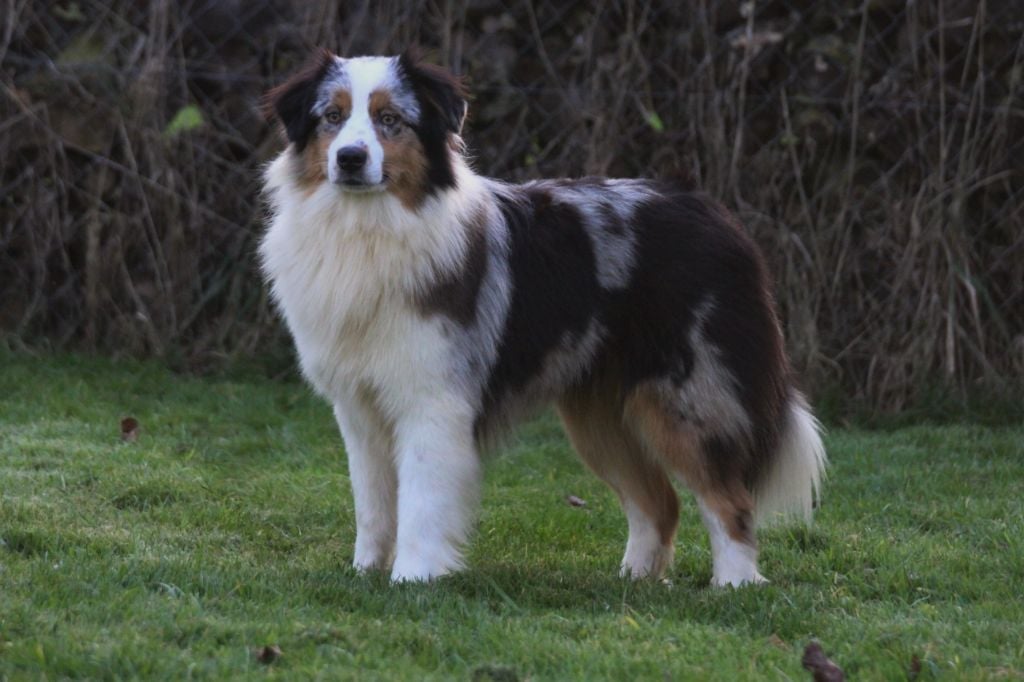 Oneida shawnee des Gardiens d'Hadès