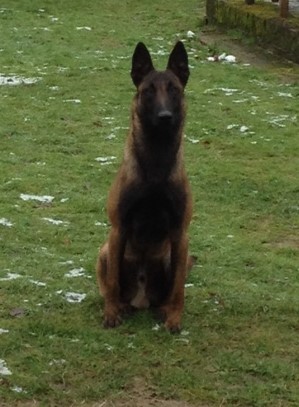  Auteur : VOM KONIGSWEILER