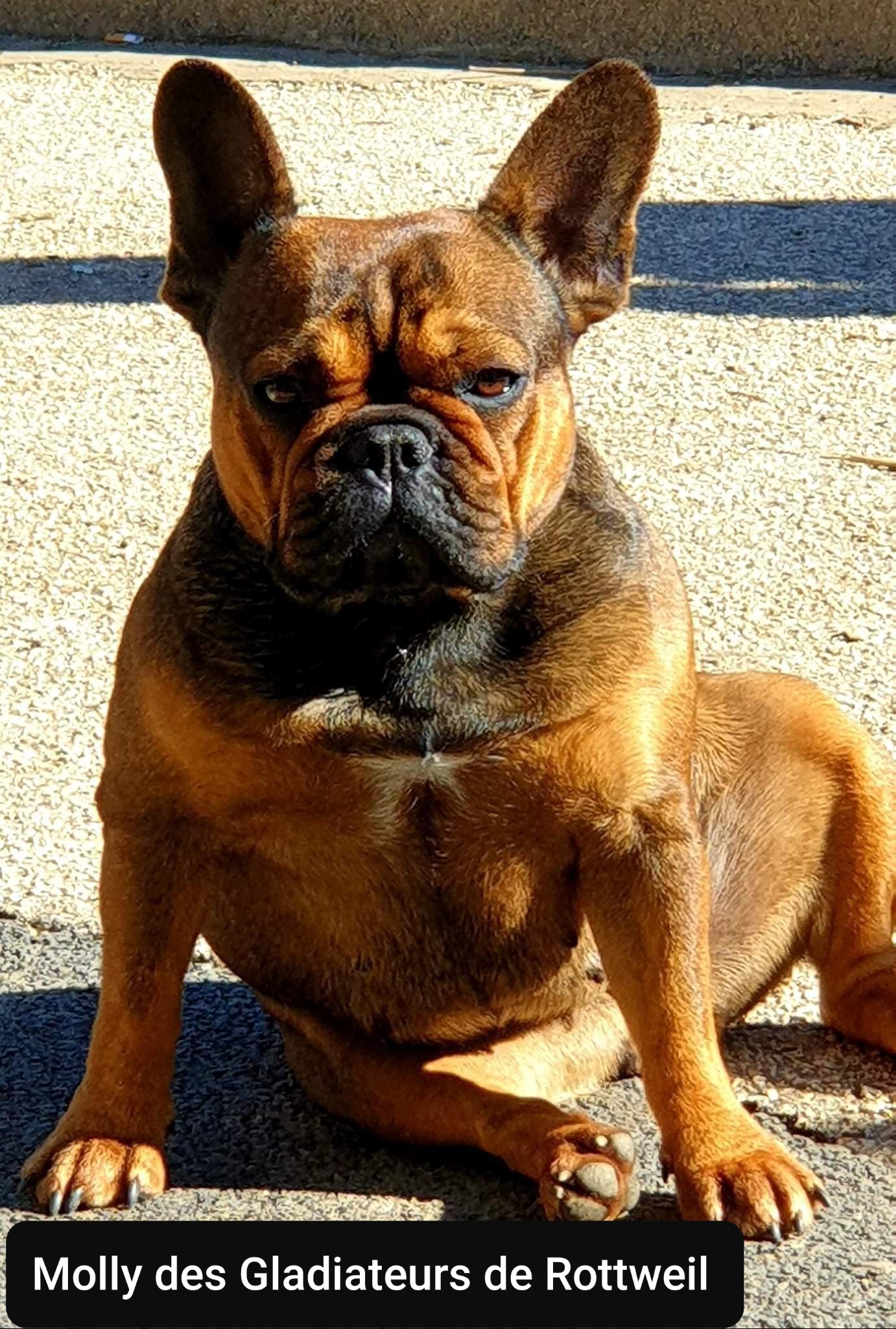 Publication : Des Gladiateurs de Rottweil 