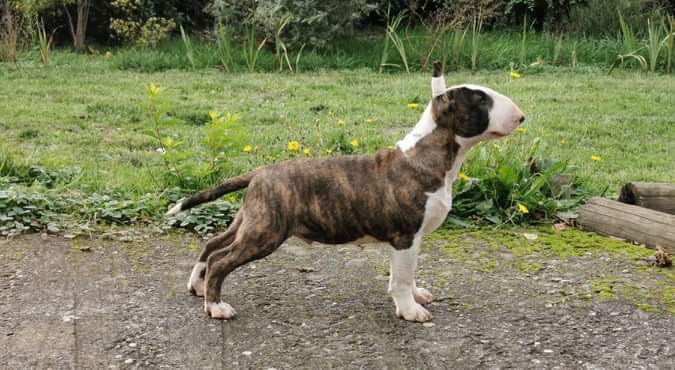 Publication : Amazigh 