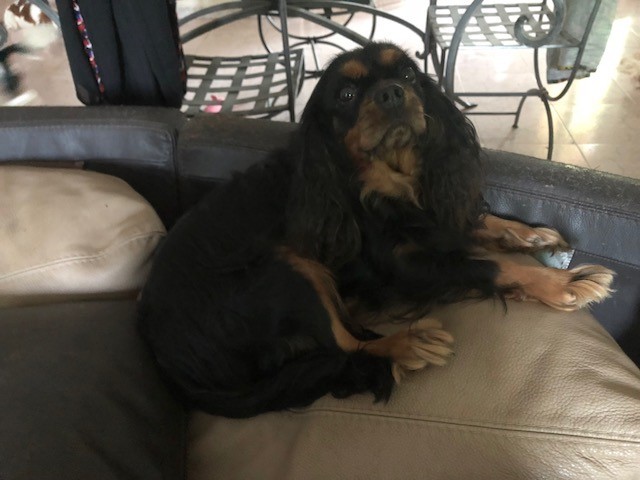 Lutine Des Divins Prémices