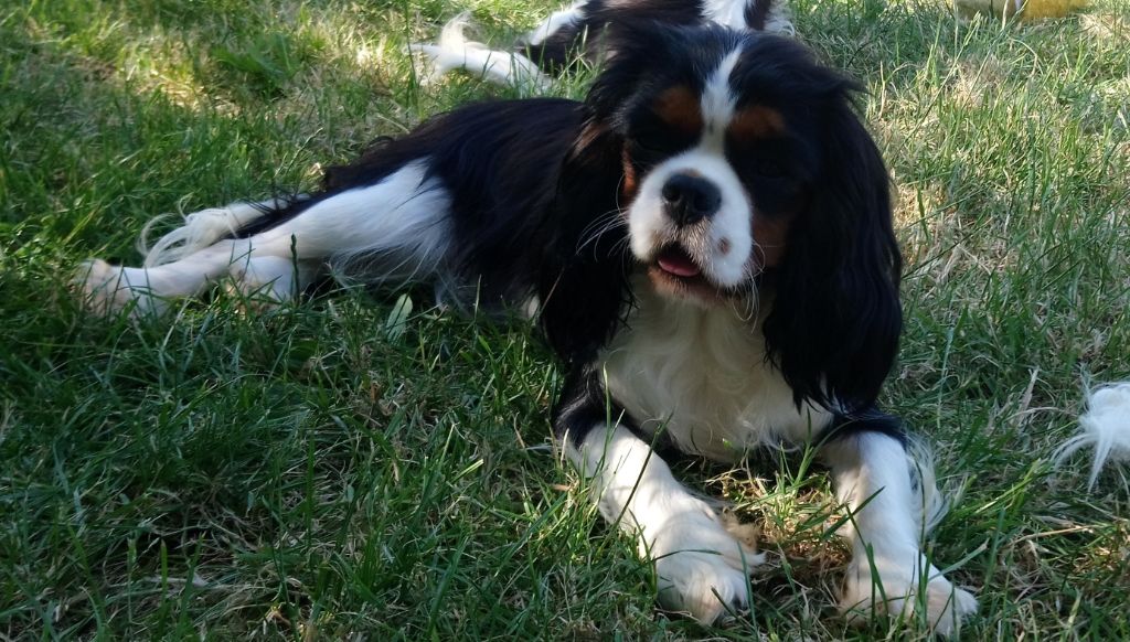 Publication : De castel peyrac Auteur : Dany Prunier