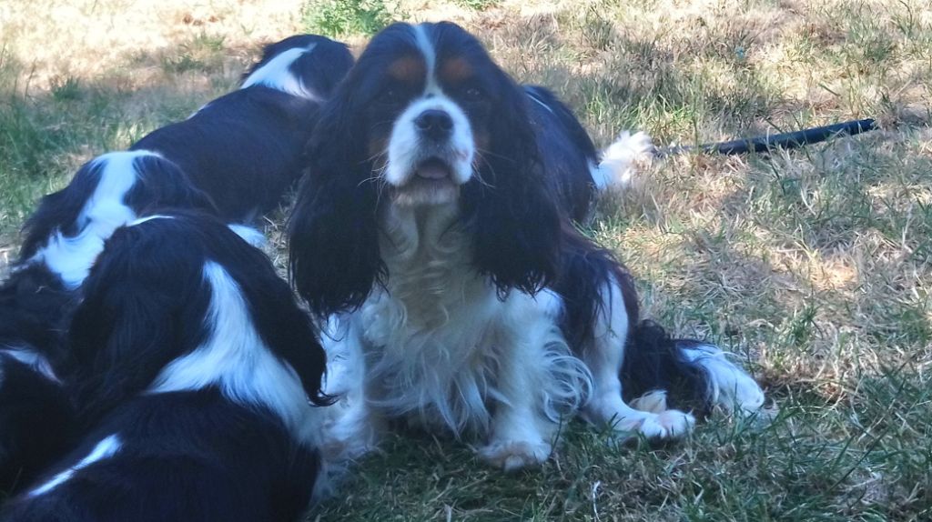 Nougatine De castel peyrac