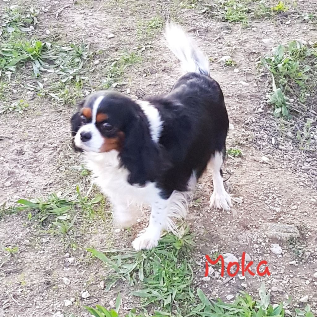 Moka des Cavaliers De Saint Clou