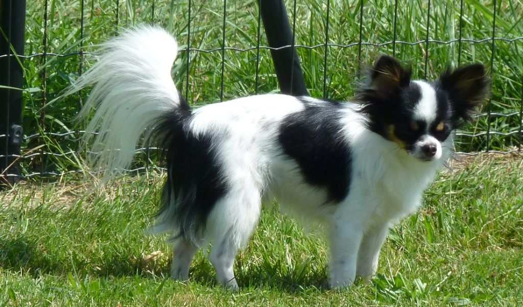 Publication : De Doukywa 