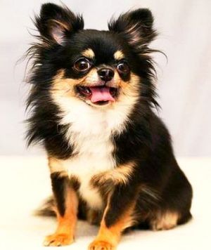 CH. pahkinan Texas armycorps