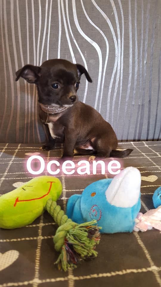  Auteur : Melanie Vallet