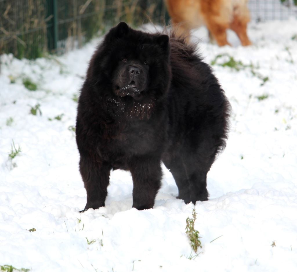 CH. Little princess of black beauty du lee dou des thitounes