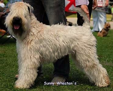 CH. Sundance Wheaten dream arwen