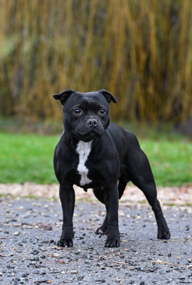 Étalon Staffordshire Bull Terrier - Peaky blinders de la Roche de l'Empereur