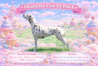 Étalon Dalmatien - Ohana Du Clos De Patch