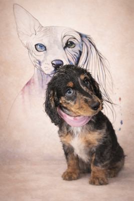 Étalon Teckel poil long - Odette (Sans Affixe)