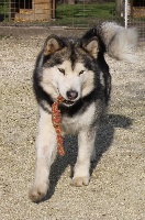 Étalon Alaskan Malamute - Mon chien du val des Hurlus
