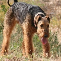 Étalon Airedale Terrier - I am zoé (Sans Affixe)