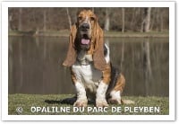 Étalon Basset Hound - Opaline du Parc De Pleyben