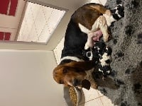 Étalon Basset Hound - Nonette des Plaines du Middel Weg