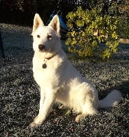 Étalon Berger Blanc Suisse - Olympe Du Domaine De La Fuste