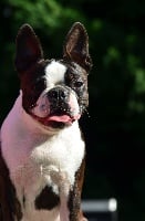 Étalon Boston Terrier - Boston Attitude Orion dit o'neill}