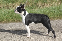 Étalon Boston Terrier - CH. Nounou d'enfer Du grand fresnoy