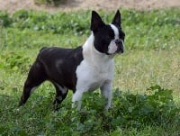 Étalon Boston Terrier - arco iris Regal legacy