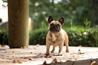 Étalon Bouledogue français - CH. demicor Elizabeth taylor