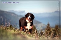 Étalon Bouvier Bernois - Draga-angyal magic bernese