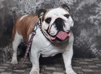 Étalon Bulldog Anglais - Mary pop Des Bull's Of Prince Illimon