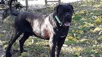 Étalon Cane Corso - CH. Lucifer de la casa del diablo