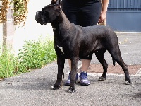 Étalon Cane Corso - My douchka From Russians Traditions