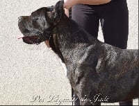 Étalon Cane Corso - Mirko Tesoro Del Fergus