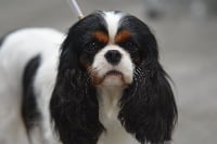 Étalon Cavalier King Charles Spaniel - CH. Icône de mode des cavaliers de cecvan