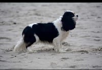 Étalon Cavalier King Charles Spaniel - Lily-wood de Bettignies