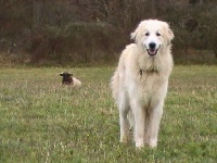 Étalon Chien de Montagne des Pyrenees - Lina du Hogan des Vents