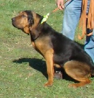 Étalon Chien de Saint-Hubert - Molly Du Mont De Domme