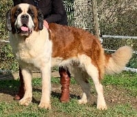 Étalon Chien du Saint-Bernard - Miss mouette De la Parenthèse Enchantée