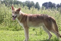 Étalon Chien-loup de Saarloos - Grant Everest Niagara falls blondia