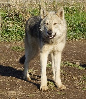 Étalon Chien-loup de Saarloos - Canens Africae Nairobi