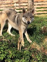 Étalon Chien-loup tchecoslovaque - Arès de monte ida