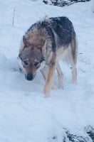 Étalon Chien-loup tchecoslovaque - No stress lupina dite nanouk de la ferme de l’encelade