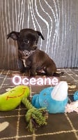 Étalon Chihuahua - Oceane de Five Weo Love