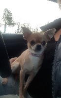 Étalon Chihuahua - Ness little queen Des Pattounes Douces