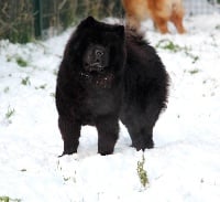 Étalon Chow Chow - CH. Little princess of black beauty du lee dou des thitounes