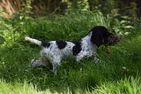 Étalon Cocker Spaniel Anglais - Pixel De beaudribos