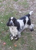 Étalon Cocker Spaniel Anglais - Juste un flirt d'Artenset