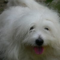 Étalon Coton de Tulear - Its-show-time ivanka from Candelstick