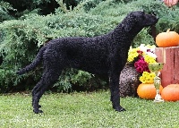Étalon Curly Coated Retriever - CH. tessmene Shimmering sparkle